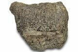 Dinosaur (Triceratops) Bone Section - Montana #300431-1